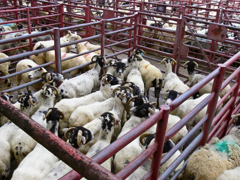 Sheep in red cages on a sheep market. Sheep in red cages on a sheep market