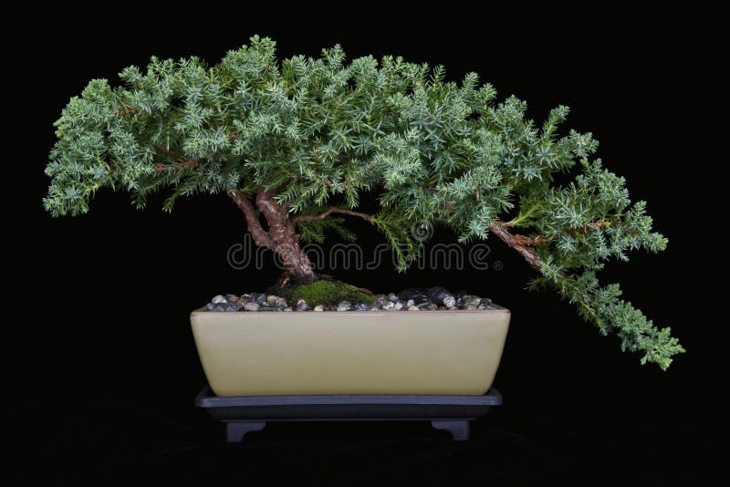 Juniper Bonsai isolated on Black. Bonsai are miniaturized trees. Juniper Bonsai isolated on Black. Bonsai are miniaturized trees.