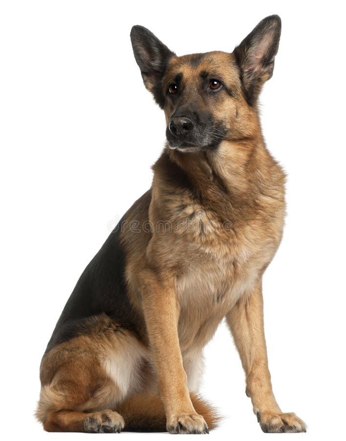 German Shepherd Dog, 10 years old, sitting in front of white background. German Shepherd Dog, 10 years old, sitting in front of white background