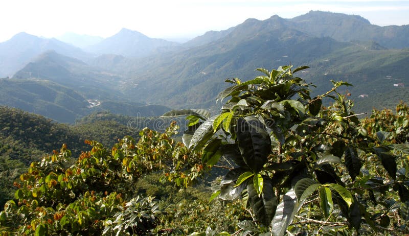 A view over a coffee plantation with high mountains behind, Guatemala. A view over a coffee plantation with high mountains behind, Guatemala