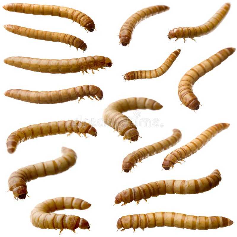 16 Larva of Mealworm - Tenebrio molitor in front of a white background
