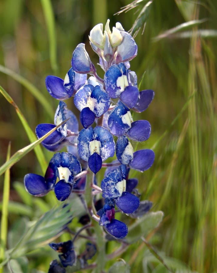 162 bluebonnet Τέξας στοκ εικόνα με δικαίωμα ελεύθερης χρήσης 162 bluebonnet Τέξας στοκ εικόνα με δικαίωμα ελεύθερης χρήσης