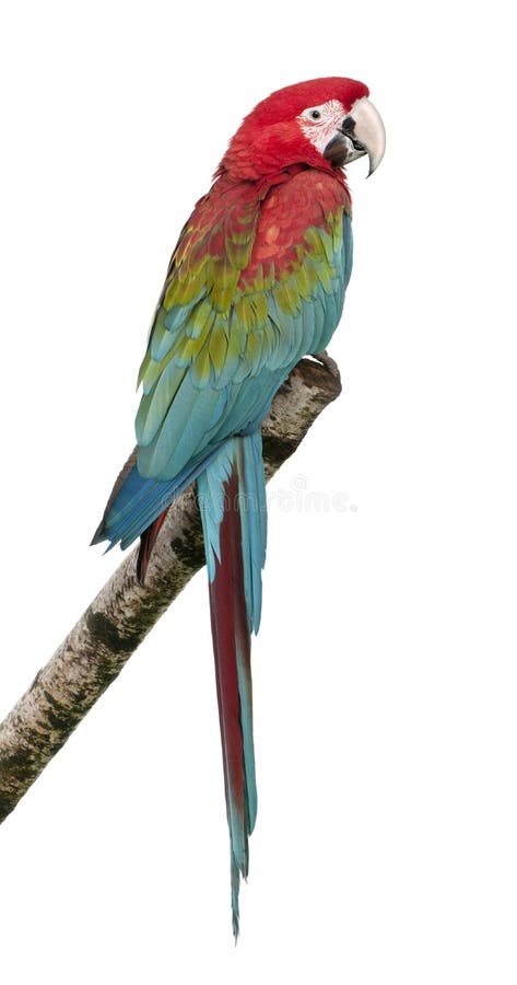 18 mois de macaw de vert de chloropterus d'ara se sont envolés photographie stock