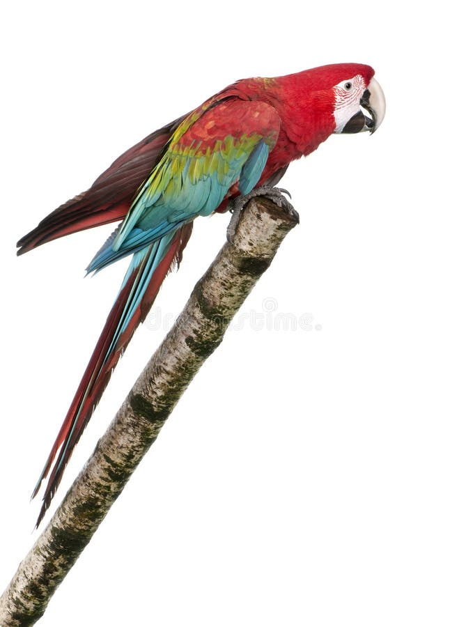 18 mois de macaw de vert de chloropterus d'ara se sont envolés photographie stock libre de droits
