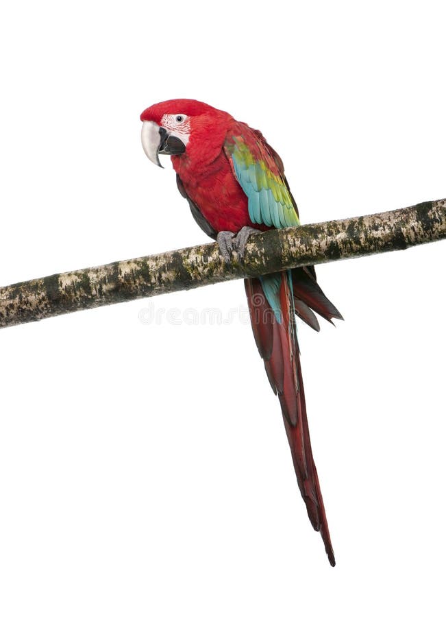 18 mois de macaw de vert de chloropterus d'ara à ailes photos libres de droits
