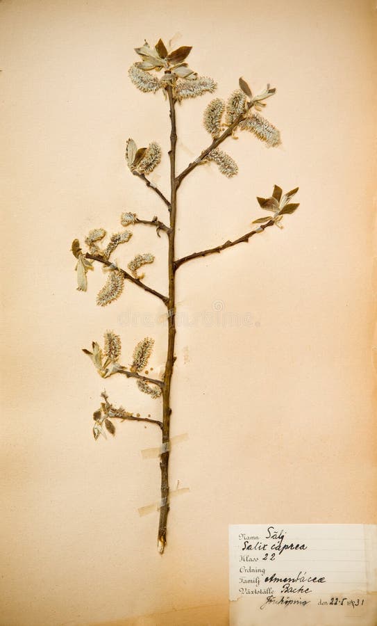 1930s flower pressed στοκ φωτογραφία 1930s flower pressed στοκ φωτογραφία