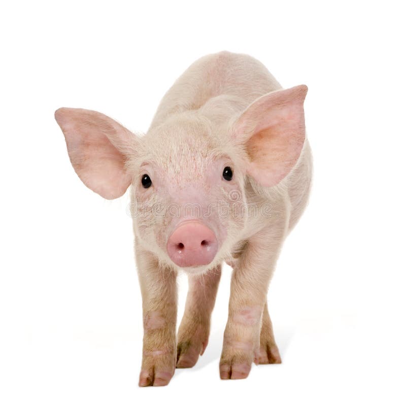 Young Pig (+/-1 month) in front of a white background. Young Pig (+/-1 month) in front of a white background