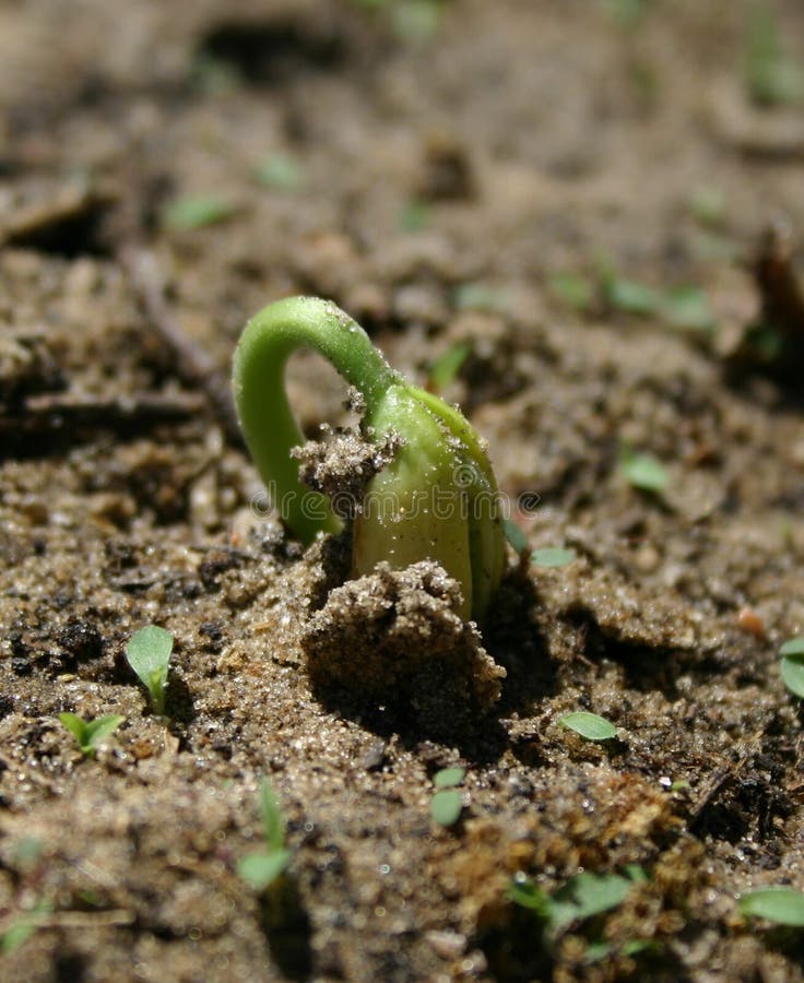 Bean plant sprouting out of the ground. Bean plant sprouting out of the ground