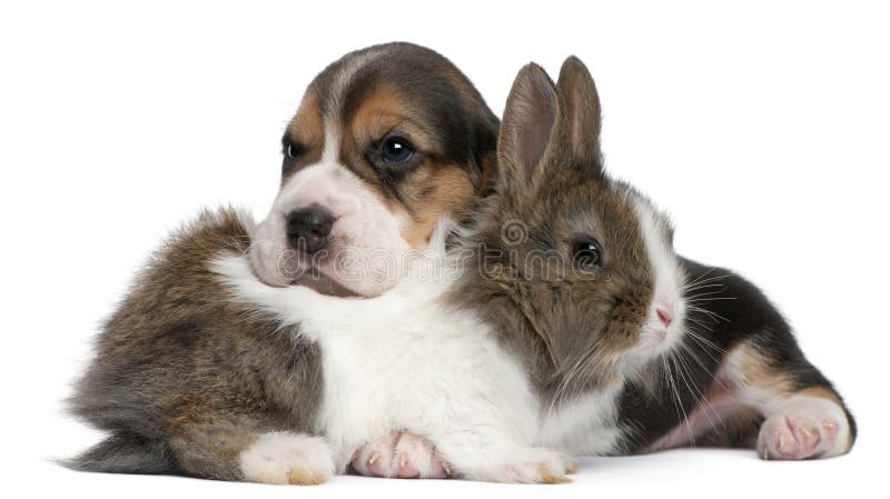 Beagle Puppy, 1 month old, and a rabbit in front of white background. Beagle Puppy, 1 month old, and a rabbit in front of white background