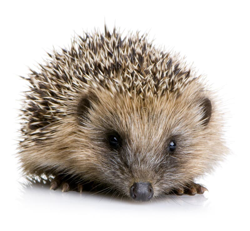 Hedgehog (1 months) in front of a white background. Hedgehog (1 months) in front of a white background