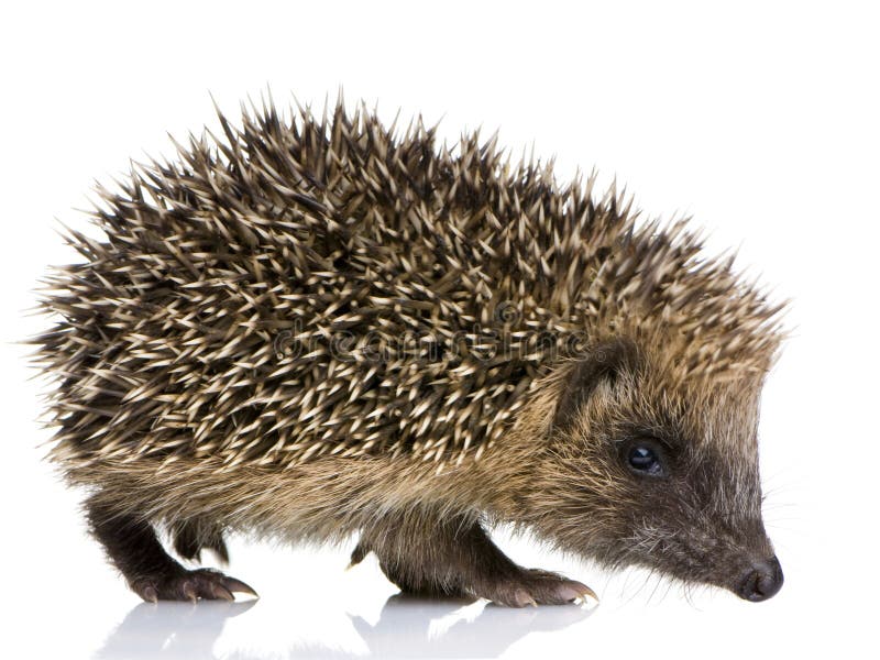 Hedgehog (1 months) in front of a white background. Hedgehog (1 months) in front of a white background