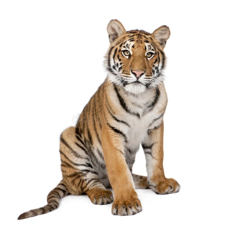 Portrait of Bengal Tiger, 1 year old, sitting in front of white background, studio shot, Panthera tigris tigris. Portrait of Bengal Tiger, 1 year old, sitting in front of white background, studio shot, Panthera tigris tigris