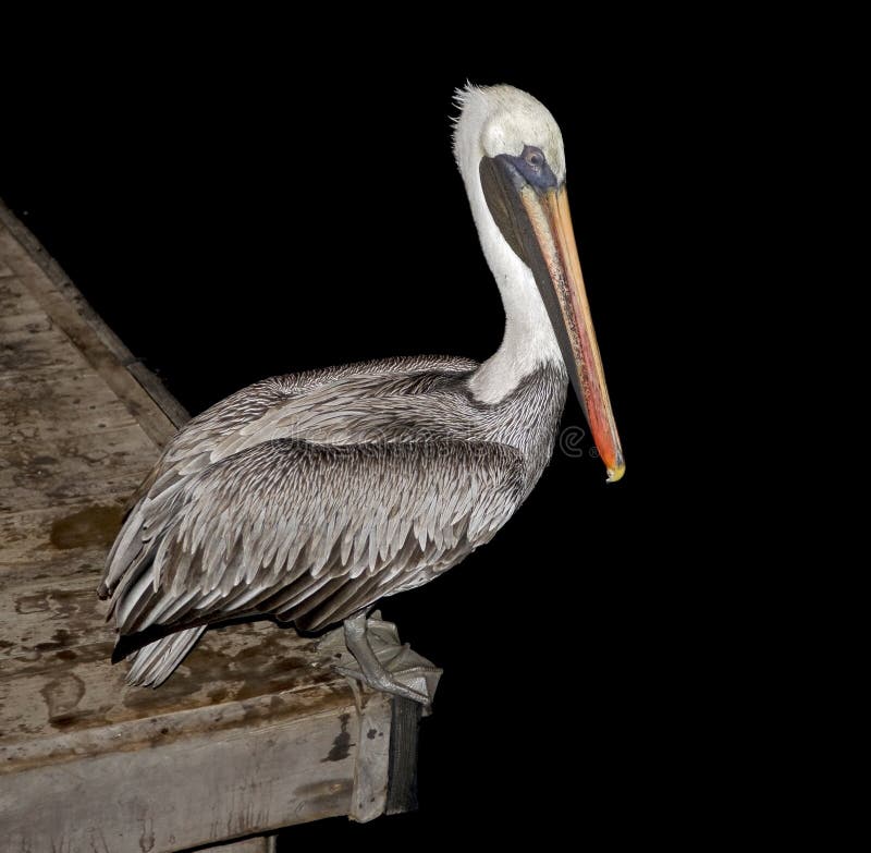 Pelican on the peer. Night scene. Pelican on the peer. Night scene