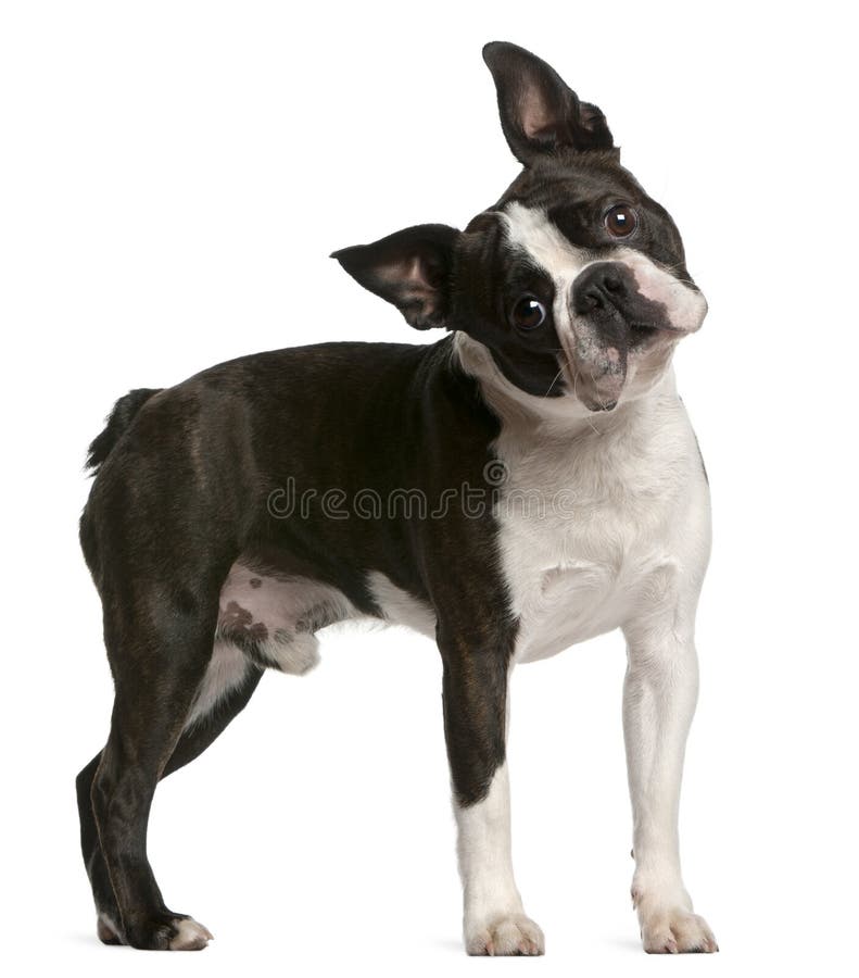 Boston Terrier, 1 year old, standing in front of white background. Boston Terrier, 1 year old, standing in front of white background