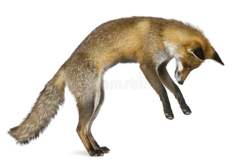 Side view of Red Fox, 1 year old, standing on hind legs in front of white background. Side view of Red Fox, 1 year old, standing on hind legs in front of white background