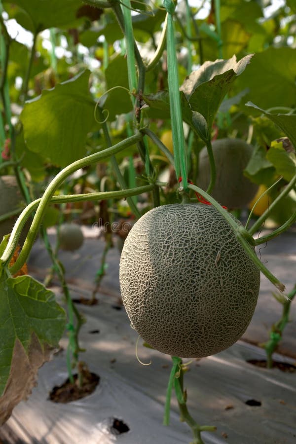 来自农场2的甜瓜 免版税库存图片