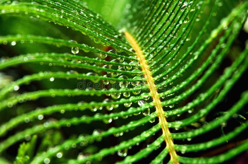 2残余风暴. 苏铁属吊留给新在掌上型计算机雨珠revoluta西米阵雨上
