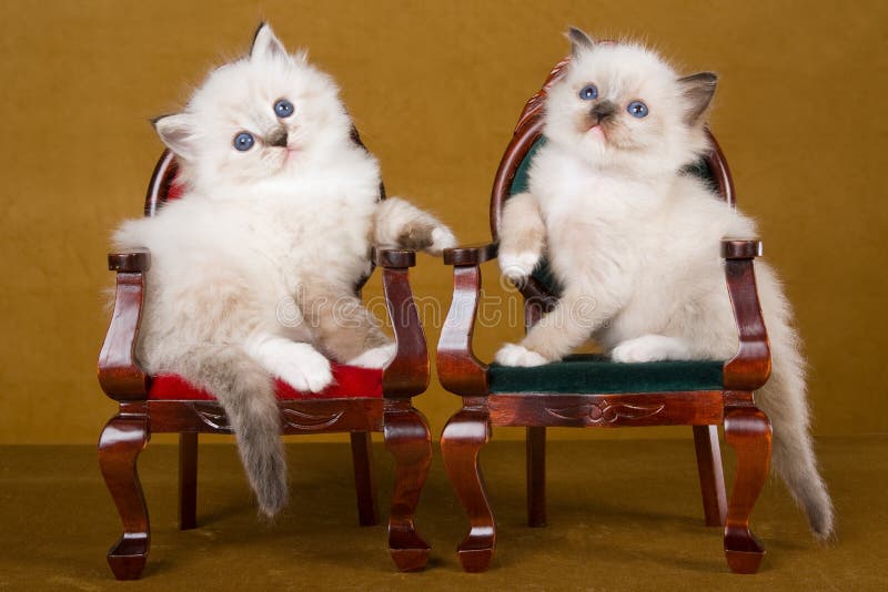 2 Cute Ragdoll kittens on mini chairs royalty free stock photo 2 Cute Ragdoll kittens on mini chairs royalty free stock photo