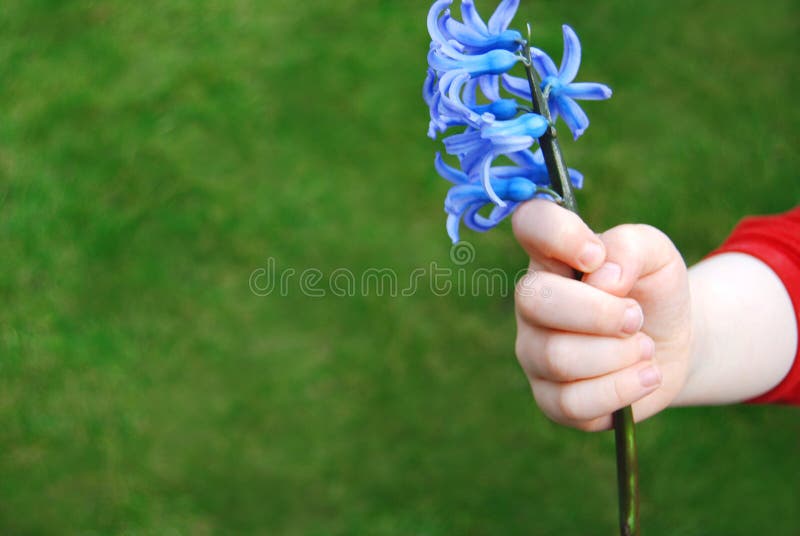 Child's hand holding a bright blue flower. Child's hand holding a bright blue flower.