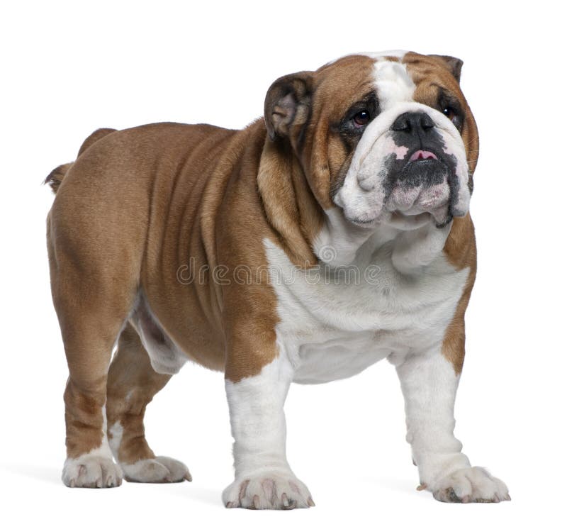 English Bulldog, 2 years old, standing in front of white background. English Bulldog, 2 years old, standing in front of white background