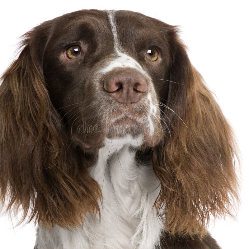 2 engelska spanielspringerår royaltyfria bilder 2 engelska spanielspringerår royaltyfria bilder