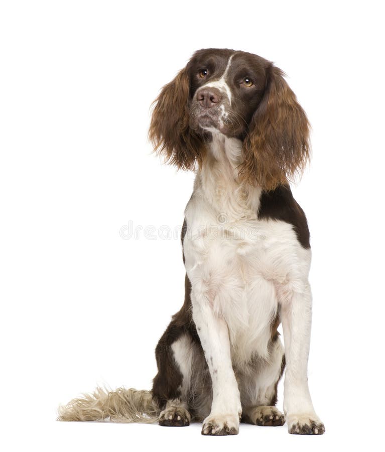 2 engelska spanielspringerår arkivbilder 2 engelska spanielspringerår arkivbilder