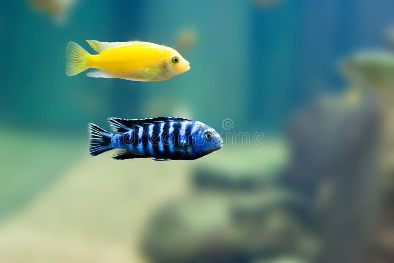 2 Exotic fish