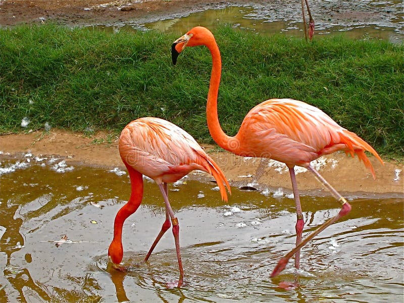 2 Flamingos