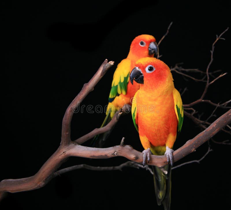 2 framåt conures som ser sunen royaltyfri foto 2 framåt conures som ser sunen royaltyfri foto
