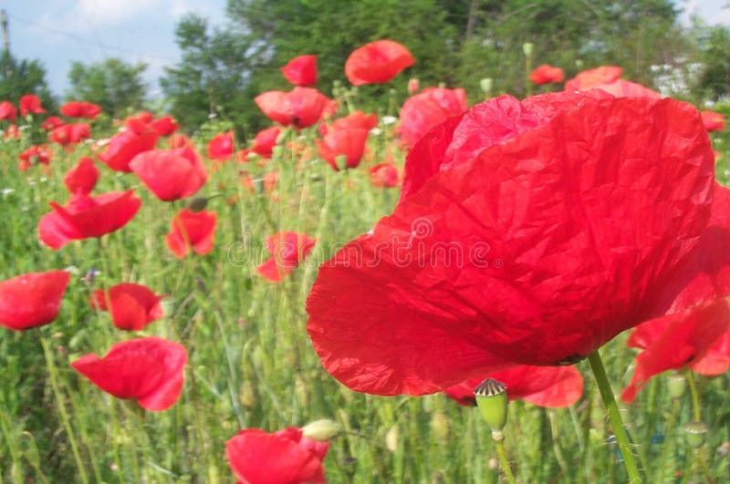 Field of red poppies on a summer day (back-lighted). Field of red poppies on a summer day (back-lighted)