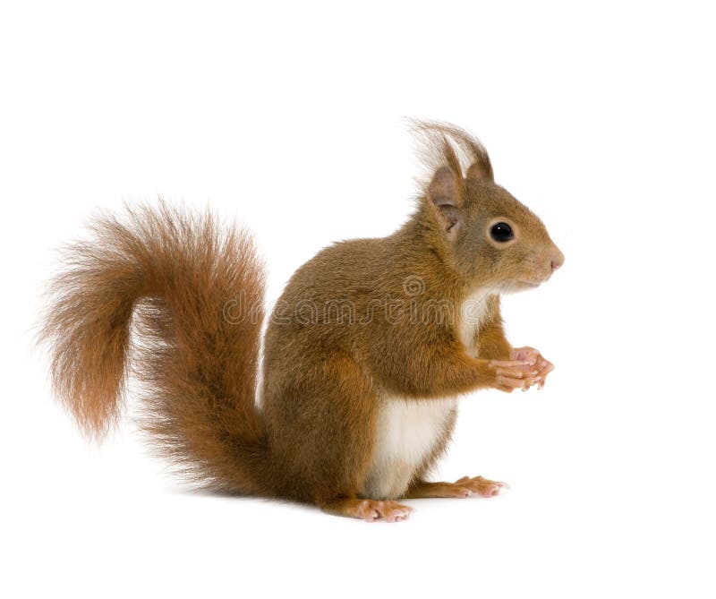 Eurasian red squirrel - Sciurus vulgaris (2 years) in front of a white background. Eurasian red squirrel - Sciurus vulgaris (2 years) in front of a white background