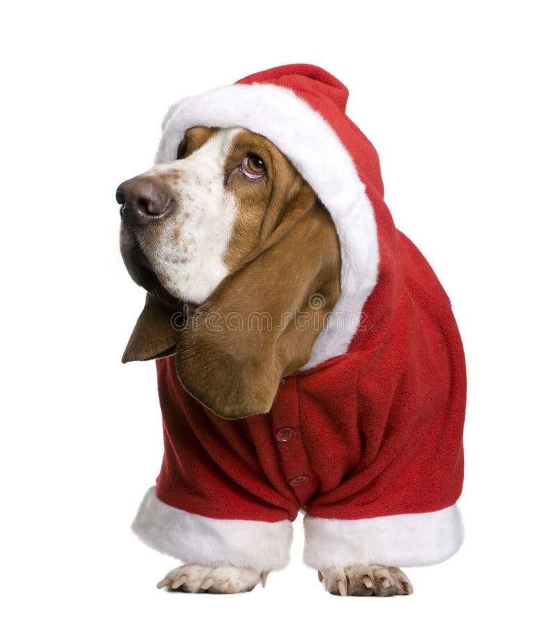 Basset hound in Santa coat, 2 years old, standing in front of white background. Basset hound in Santa coat, 2 years old, standing in front of white background