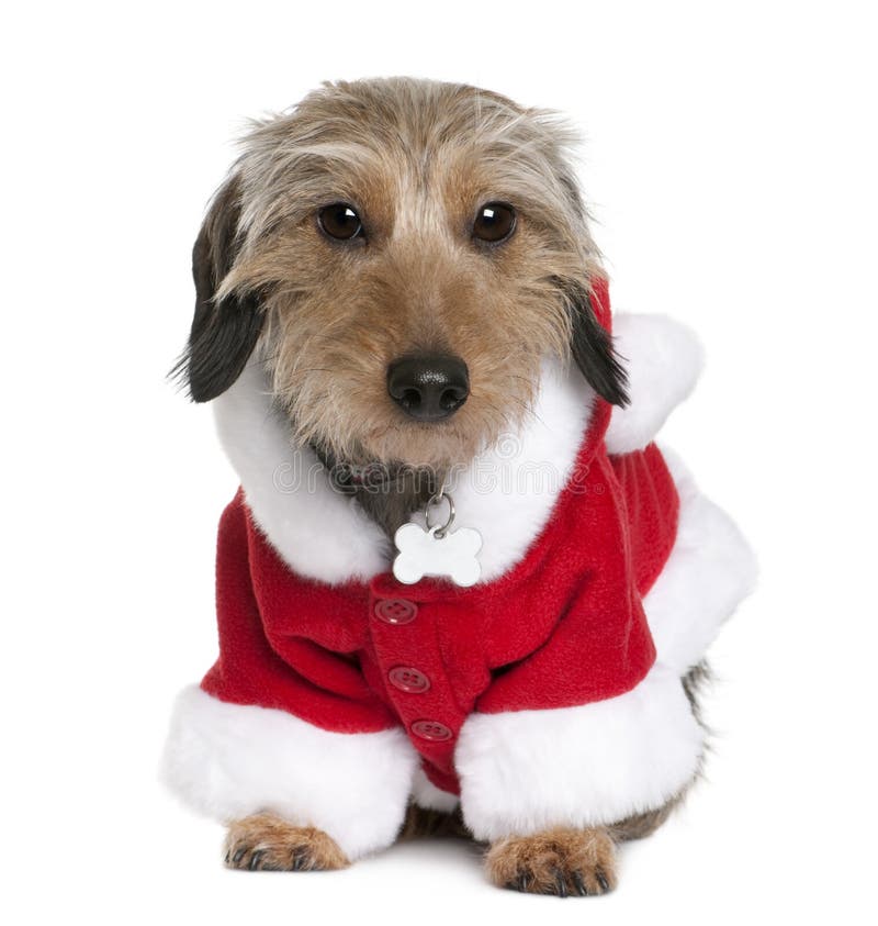 Dachsshund in Santa coat, 2 years old, sitting in front of white background. Dachsshund in Santa coat, 2 years old, sitting in front of white background