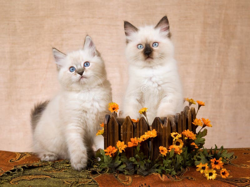 2 gatinhos de Ragdoll na caixa de madeira 2 gatinhos de Ragdoll na caixa de madeira