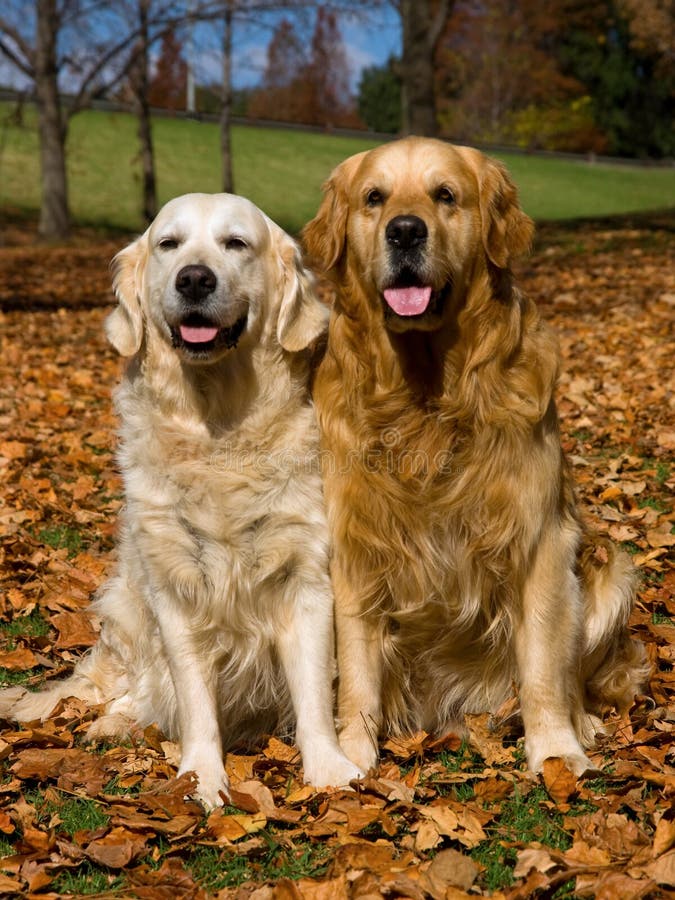 2 Golden Retrievers in Field of Fall Leaves Stock Photo - Image of pets ...