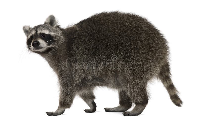 Raccoon, 2 years old, walking in front of white background. Raccoon, 2 years old, walking in front of white background