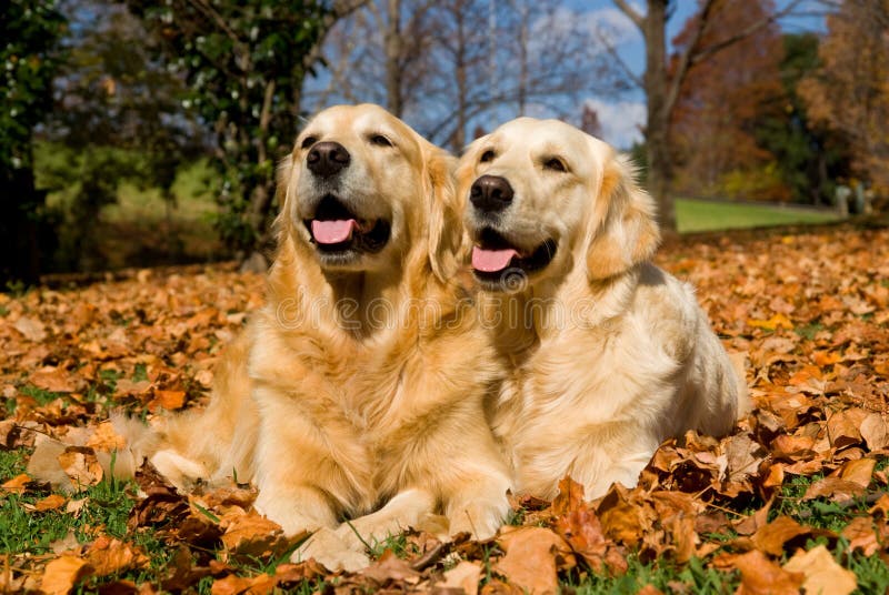 2 adult GR dogs lying on fallen autumn fall leaves. 2 adult GR dogs lying on fallen autumn fall leaves