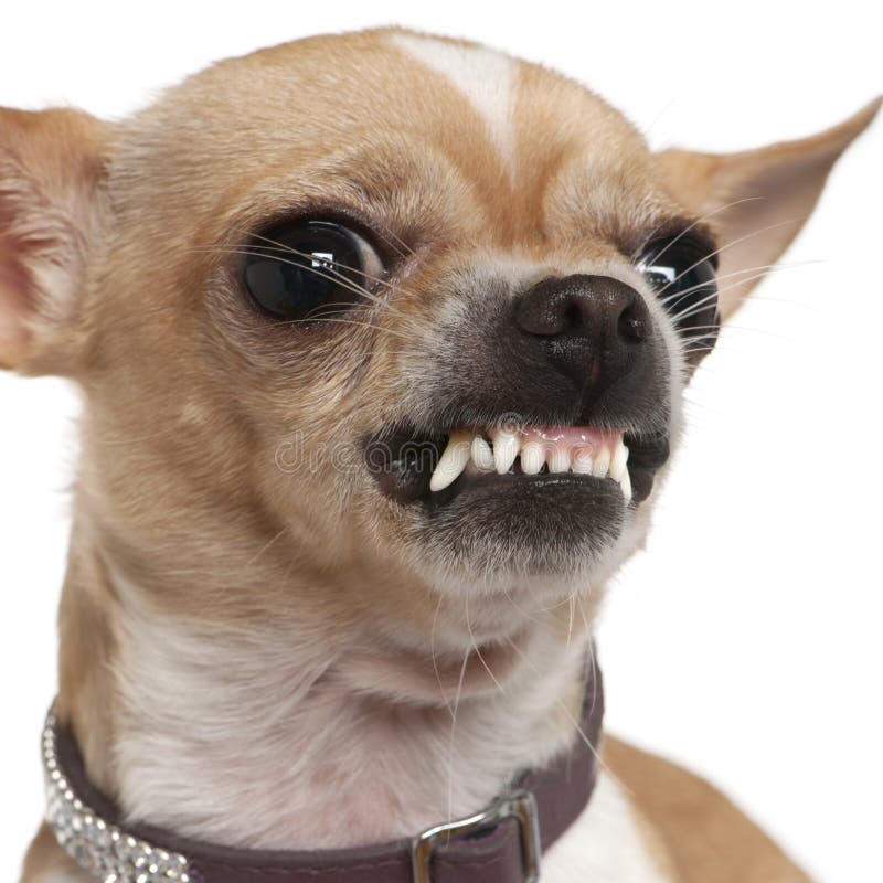 Close-up of angry Chihuahua growling, 2 years old, in front of white background. Close-up of angry Chihuahua growling, 2 years old, in front of white background
