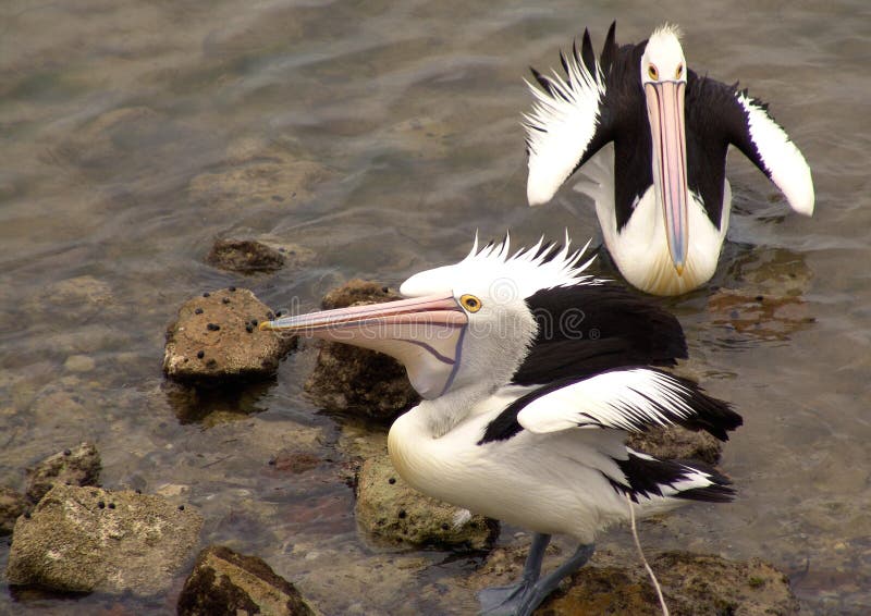 2 Pelicans