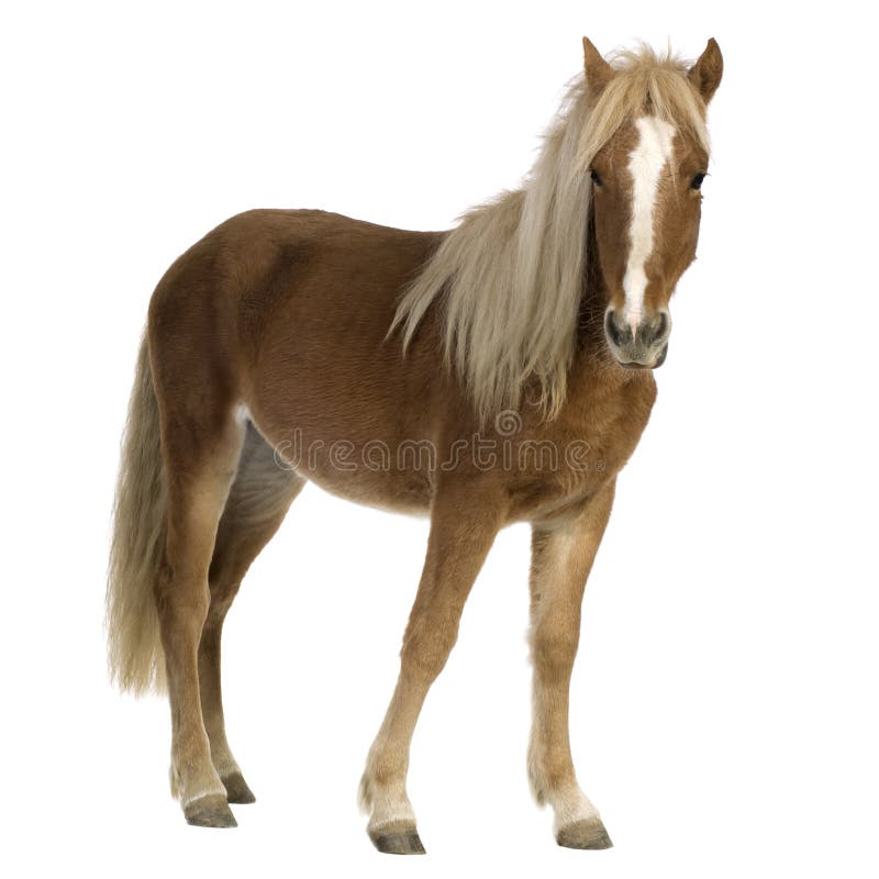 Shetland pony (2 years) in front of a white background. Shetland pony (2 years) in front of a white background