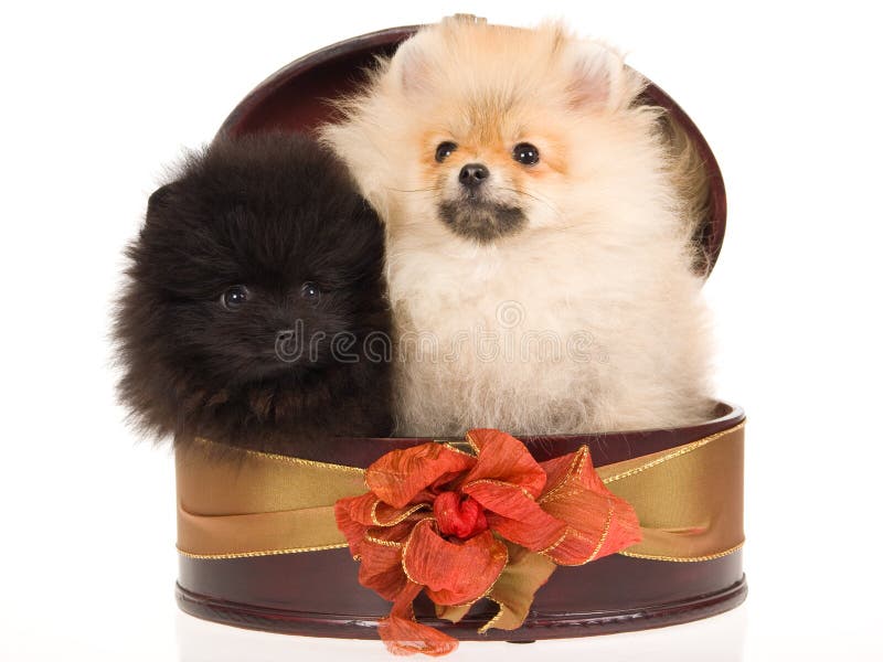 2 puppy Pomeranian in ronde giftdoos stock foto 2 puppy Pomeranian in ronde giftdoos stock foto