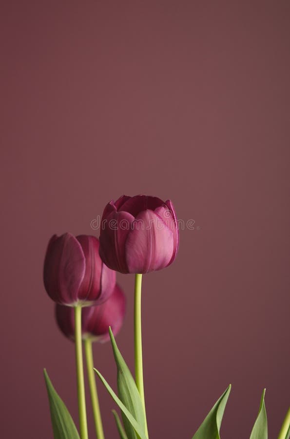 2 purpurowe tulipanu zdjęcie stock 2 purpurowe tulipanu zdjęcie stock