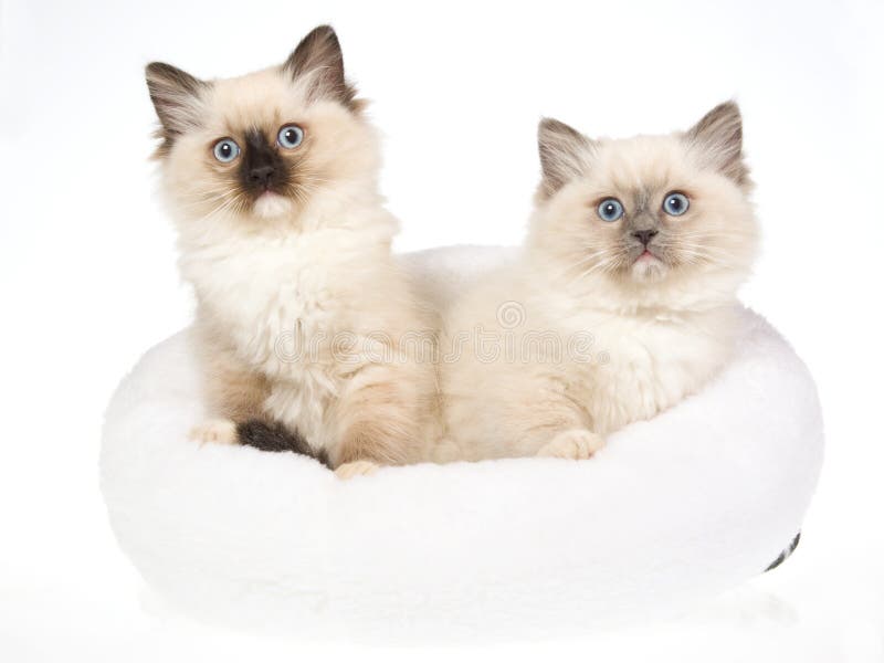 2 Ragdoll Kittens In White Fur Bed Stock Photo Image of pets, doll