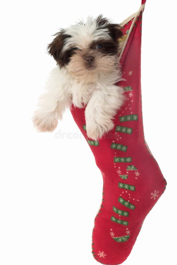 Cute Shih Tzu puppy dog, hanging in a Christmas stocking. Cute Shih Tzu puppy dog, hanging in a Christmas stocking.