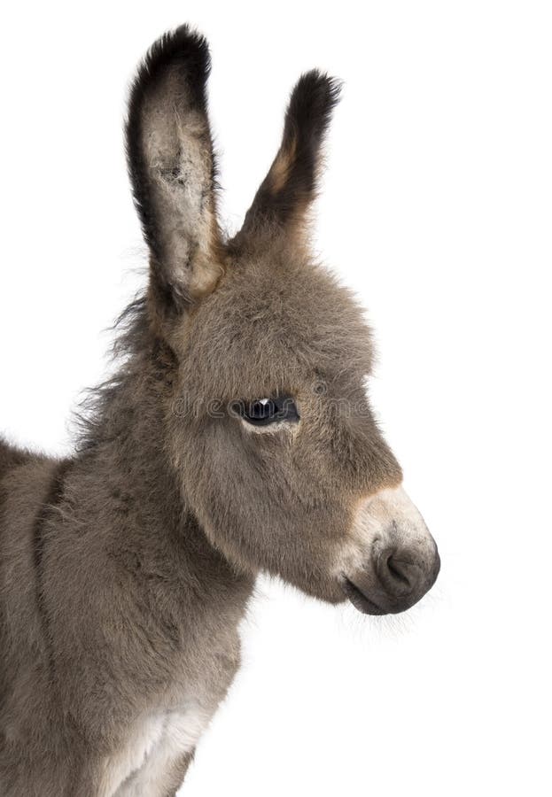 Close-up on a donkey foal's head (2 months) in front of a white background. Close-up on a donkey foal's head (2 months) in front of a white background