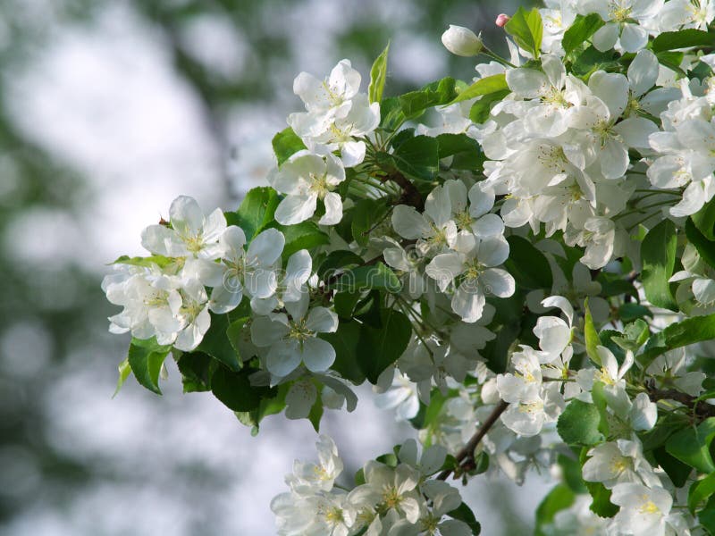 Apple blossoms close up blurred background. Apple blossoms close up blurred background