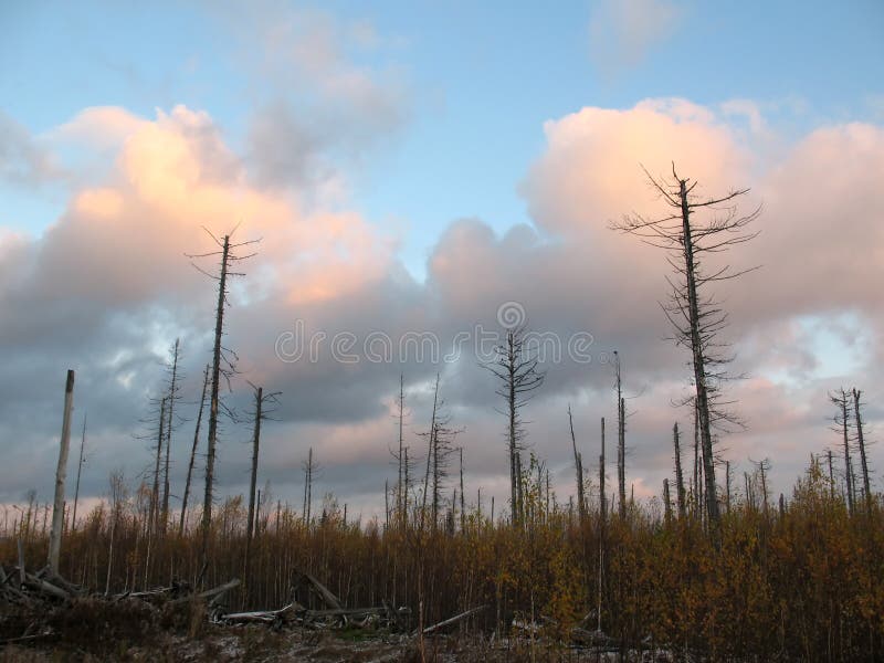 Sunset on the deadly forest. Sunset on the deadly forest