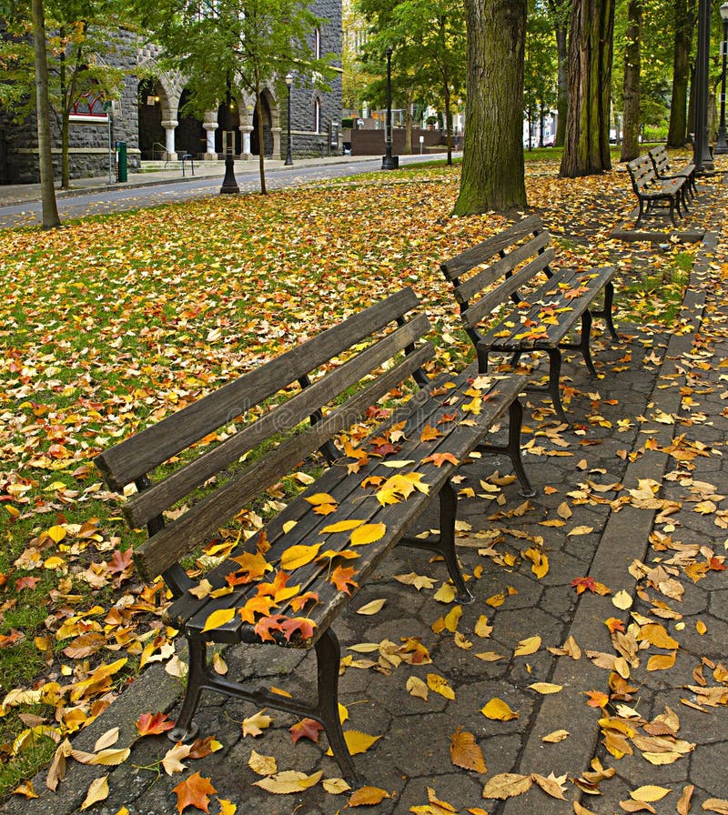 Maple and Elm Tree Fall Leaves on Park Benches 2. Maple and Elm Tree Fall Leaves on Park Benches 2