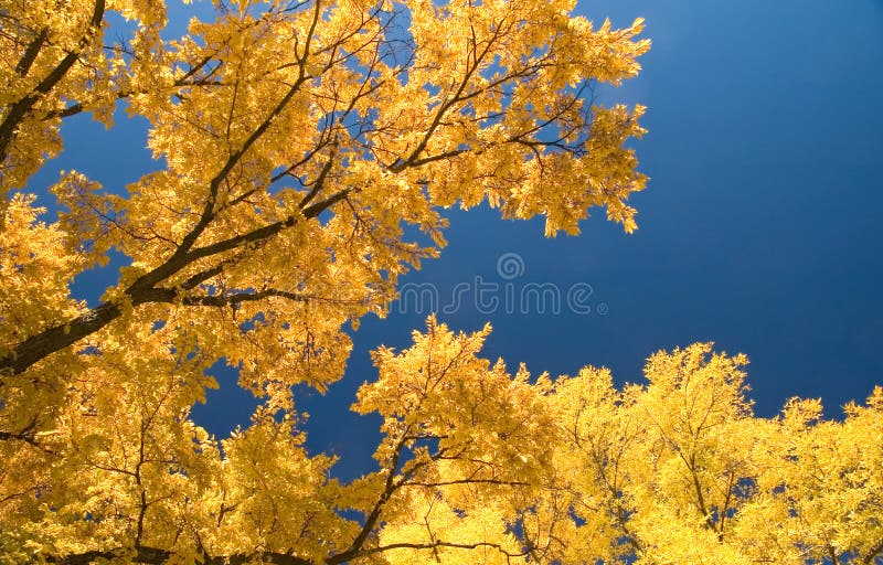 Leaves changing color and falling from elm trees at park. Leaves changing color and falling from elm trees at park.