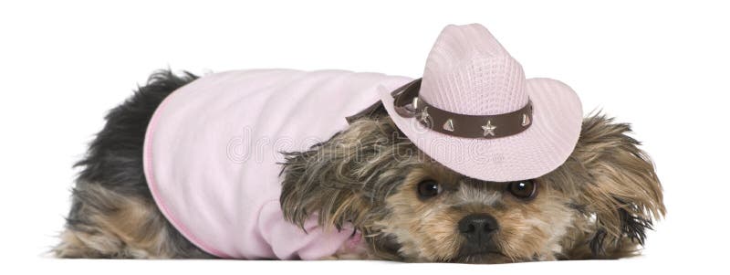 Yorkshire terrier, 2 years old, dressed and wearing a pink cowboy hat lying in front of white background. Yorkshire terrier, 2 years old, dressed and wearing a pink cowboy hat lying in front of white background